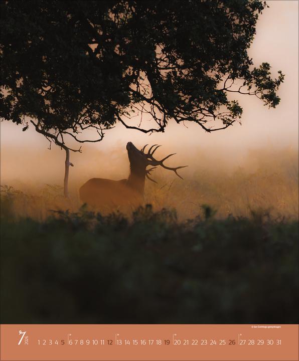 Produktbild AugenblickeimWald2026 (Spezial)