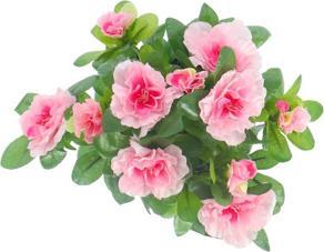 Image du produit edelman Azalée artificielle Rosa en pot