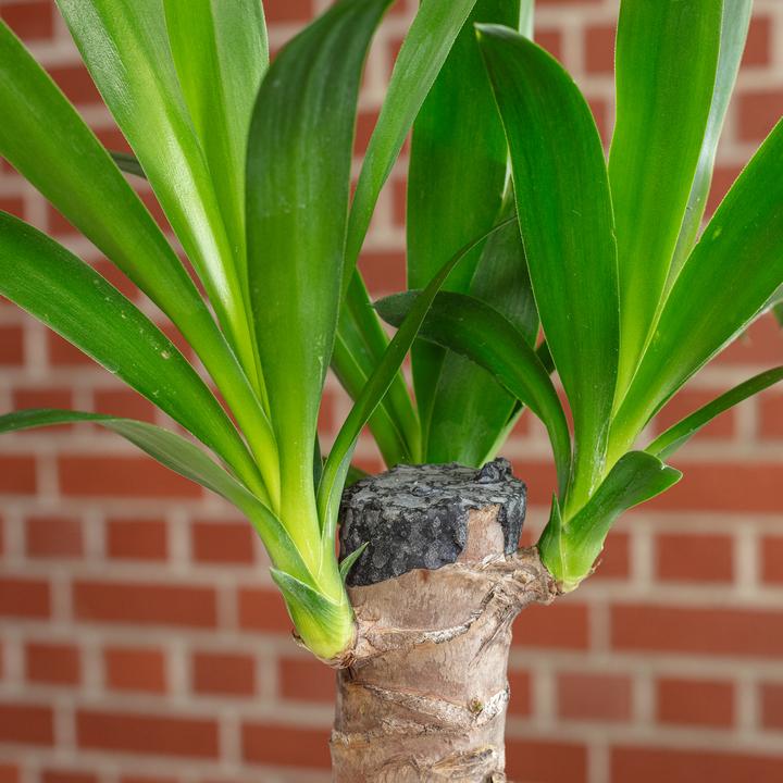 Image du produit Flowerbox Palm Lily - Yucca Elephantipes Palm (45 cm)
