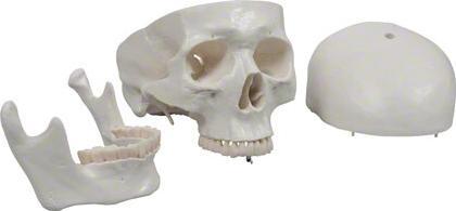 Image du produit Togu Squelette d'écolier 178 cm