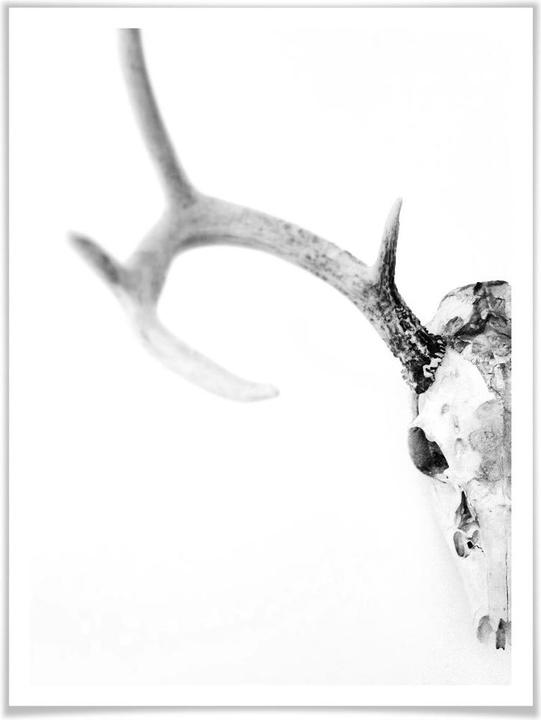 Image du produit Trenddeko Crâne de cerf (40 x 50 cm)