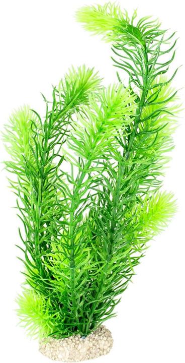 EBI Aqua Della Pflanze Hornwort L (Pflanzen)