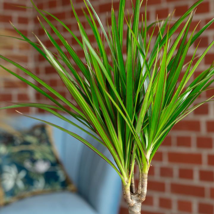 Produktbild Flowerbox Drachenbaum - Dracaena Marginata (35 cm)