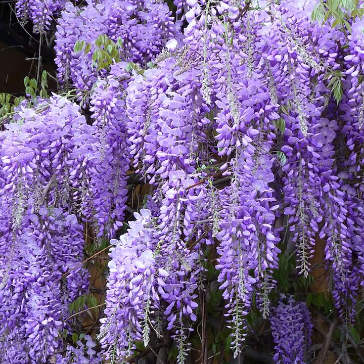 Actual product image Flowerbox Chinesischer Blauregen - Wisteria Sinensis 'Prolific' (50 cm)
