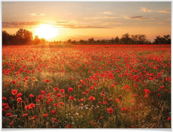 Actual product image Trenddeko Poppy field in sunset (50 x 60 cm)