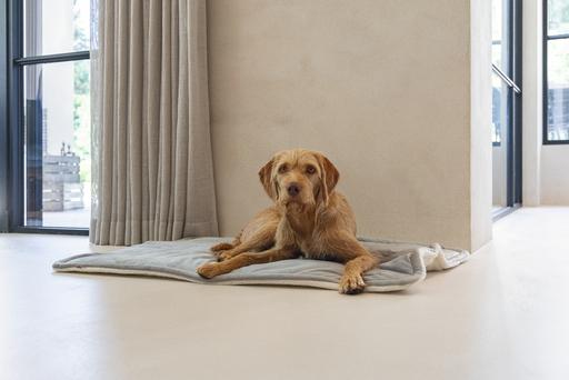 Produktbild Designed by Lotte Liegekissen Nalino (Hund)