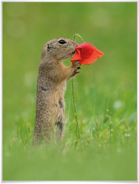 Produktbild Trenddeko van Duijn - Erdhörnchen mit Mohnblume (60 x 80 cm)