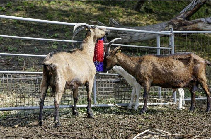 Actual product image Kerbl Scratching brush