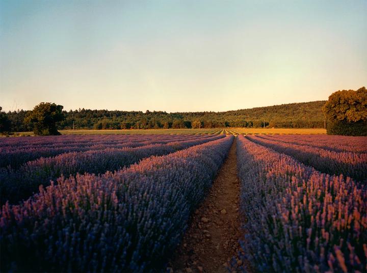 Produktbild L'Occitane Lavender Shower Gel (250 ml)