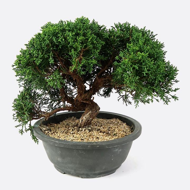 Actual product image Bonsai.ch Juniperus juniper
