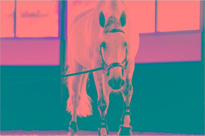 Produktbild Horseware Micklem Multi