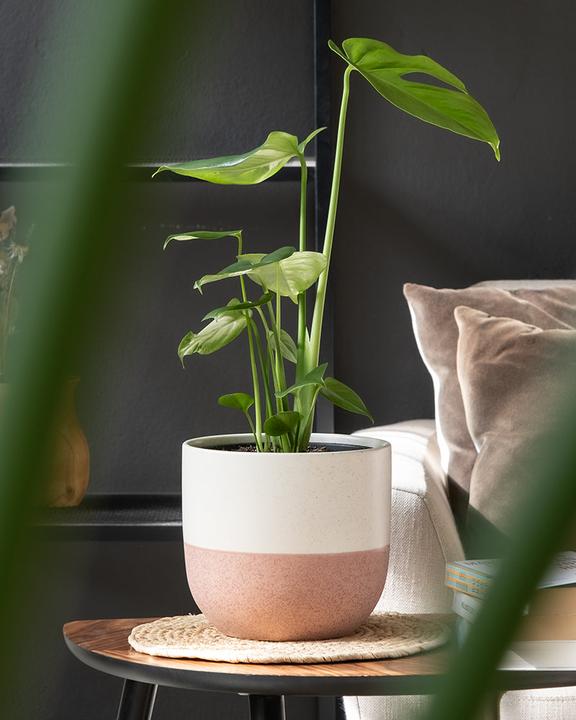 Image du produit feey Variado (18.20 cm)