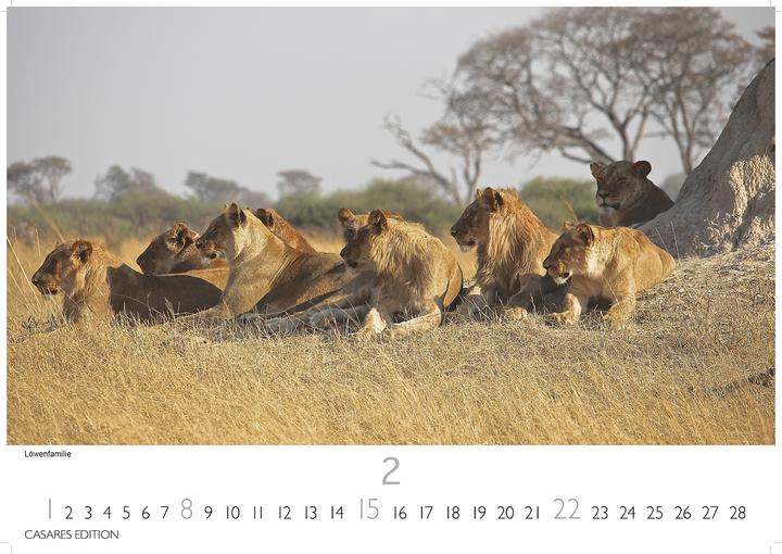 Actual product image Big Cats 2026 L 35x50cm (35 x 50 cm)