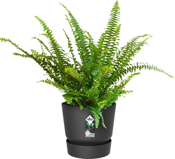 Produktbild Elho Greenville Easy Hanger (25 cm)