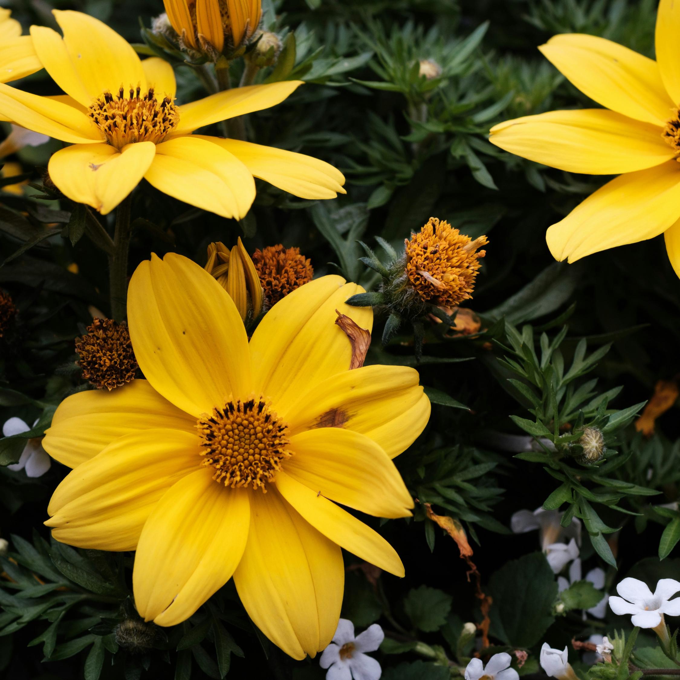 Thumbnail - Plant in a Box, Pflanzen, Dahlia - 6er Mischung Dahlien (10 cm)