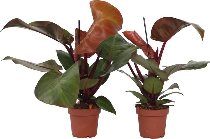 Actual product image Plant in a Box Philodendron Sun Light - Set of 2 Tree Lover (20 cm)