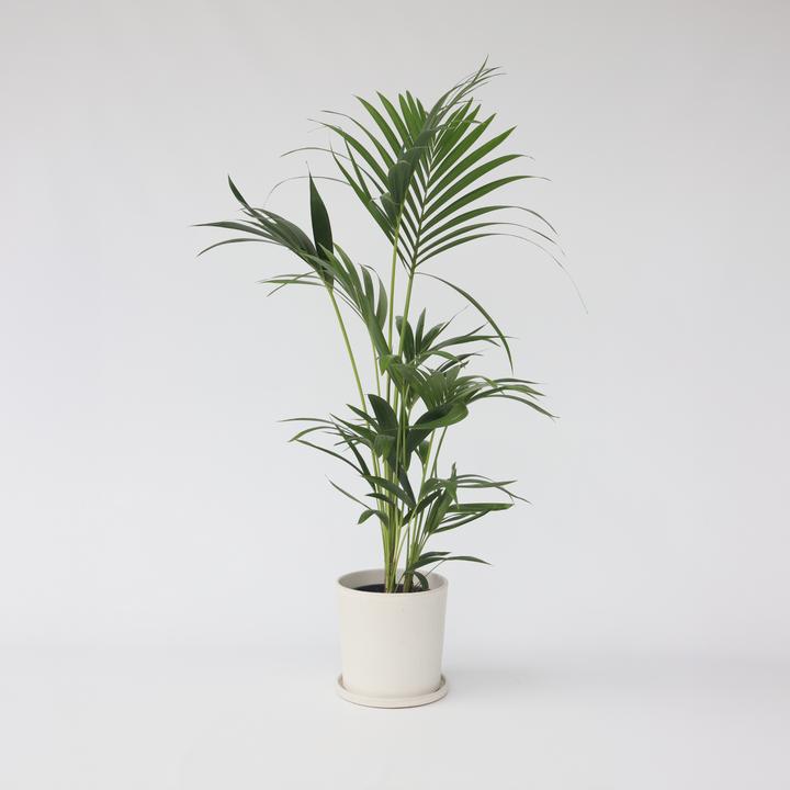 Actual product image Plant in a Box Howea Forsteriana - Kentia Palm (100 cm)
