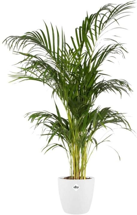 Actual product image Elho Brussels (20 x 19 cm)