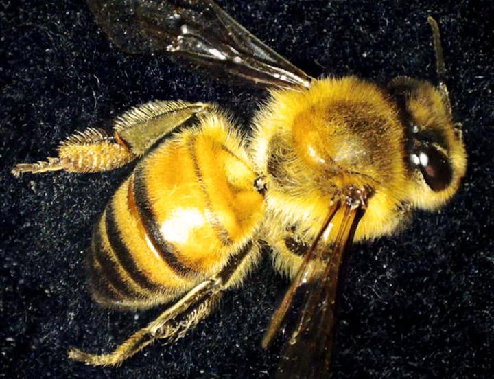 Actual product image Celestron Microdirect 1080p 220x Digital Microscope