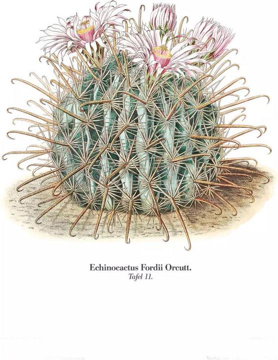 Image du produit Cactus en fleurs (2.50 cm)