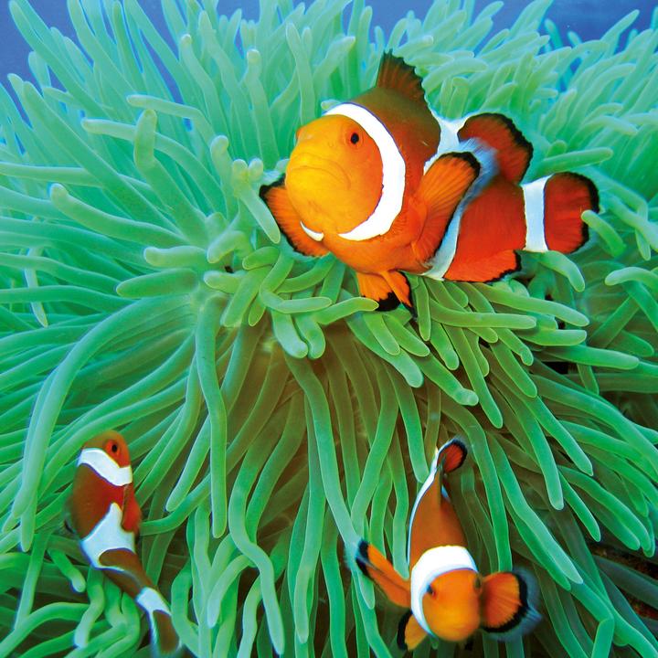 Produktbild Meerestiere 2026 (30 x 30 cm, Harter Einband, Deutsch, Spanisch, Französisch, Tschechisch, Polnisch, Niederländisch, Italienisch, Englisch)