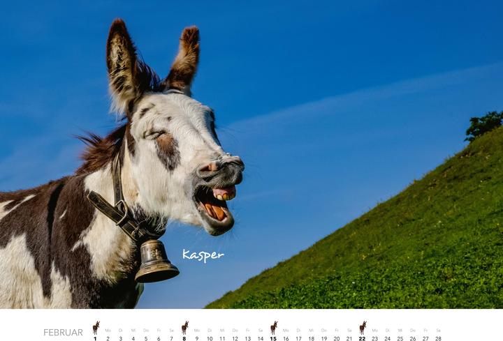 Produktbild Esel Kalender 2026 (47,5 x 33 cm)