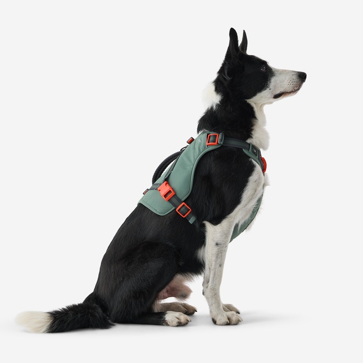 Actual product image Caperlan Hundegeschirr Wandern (S, Dog)