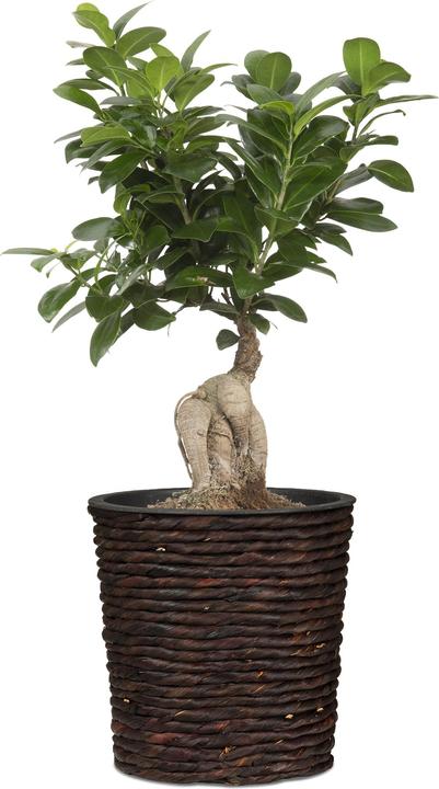 Produktbild Scheurich Water hyacinth 34, Korbgefäss/Korb-Pflanzgefäss/Korbtopf aus Water hyacinth Farbe: Brown, 34 (34 cm)