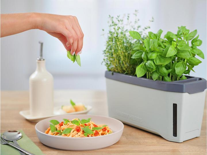 Actual product image Gusta Garden Harry Herbs (35.80 x 15 x 25 cm)