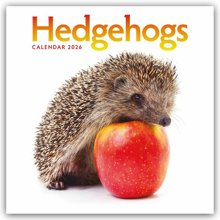 Produktbild Hedgehogs - Igel 2025 - Wand-Kalender (30.5 x 30.5 cm, Deutsch, Englisch)