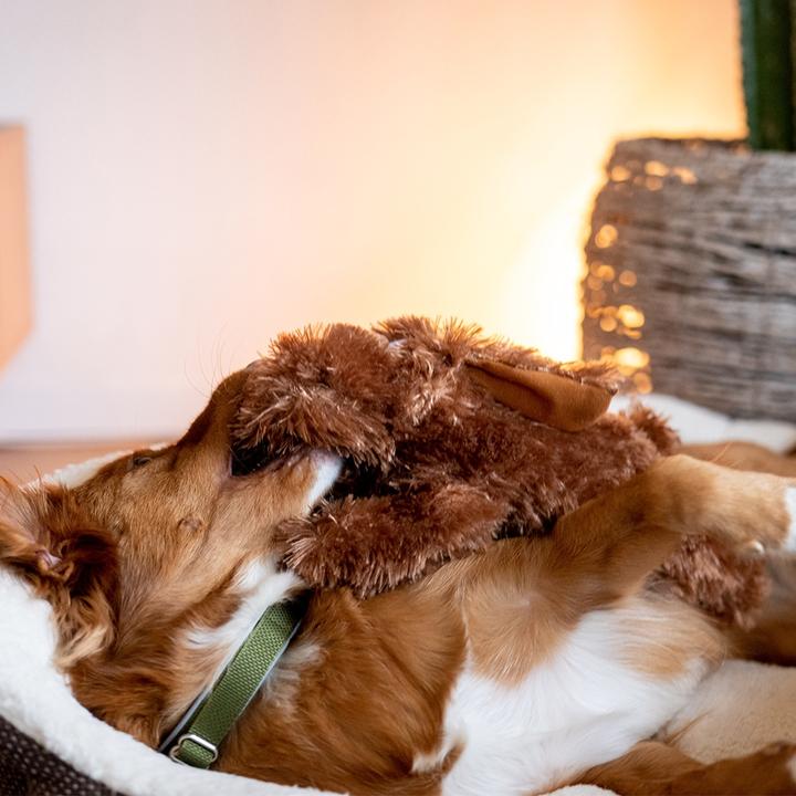 Immagine prodotto Nobby Cane di peluche Schlappi (Cane di peluche)