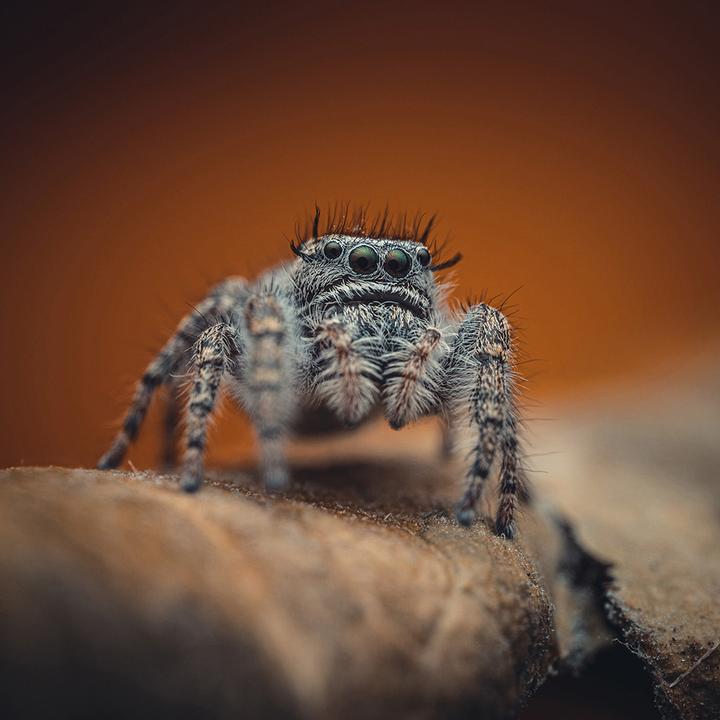 Image du produit Venus Optic Focale fixe Laowa 85 mm f/5.6 2X APO - Canon RF (Canon RF, Plein format)