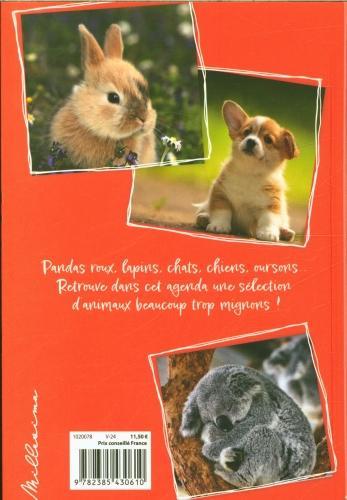 Produktbild Animaux trop mignons : agenda 2024-2025 (Französisch)