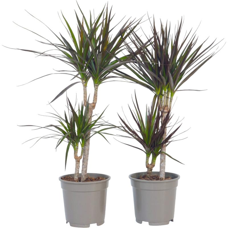 Plant in a Box, Pflanzen, Dracaena Marginata - (70 cm)