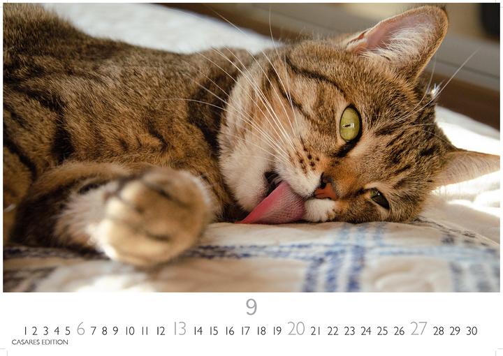 Immagine prodotto Funny Cats 2026 S 24x35cm (24 x 35 cm)