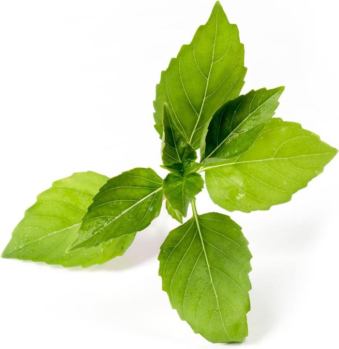 Productafbeelding Véritable Lingot Citroenbasilicum BIO (Kruidenzaden)