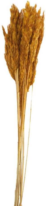 Image du produit Dijk Tube de pieu - Arundo donax (Fleurs séchées)