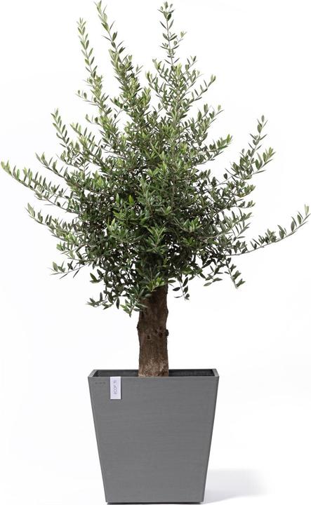 Actual product image Ecopots Rotterdam Wheels (50.20 x 50.20 x 48 cm)