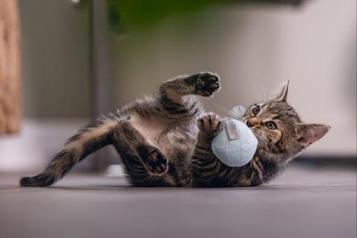 Immagine prodotto Beeztees Gatto giocattolo palla + molla Rizo