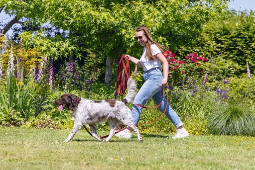 Image du produit Beeztees Ligne de traîne (Chien, Sport canin)