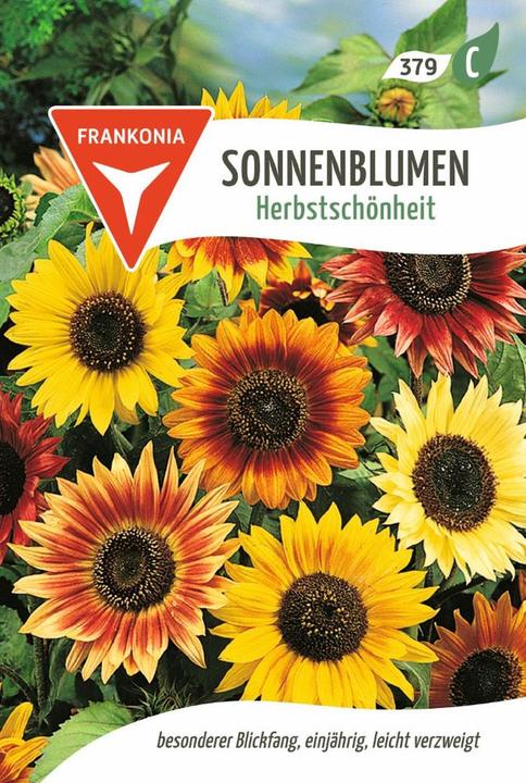 Danfoss Sonnenblume - Herbstschönheit - Blumen-Samen Saatgut Sonnenblumen-Samen Samen (Blumensamen)