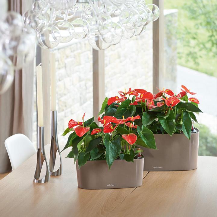 Productafbeelding Lechuza Delta (40 x 15 x 18 cm)