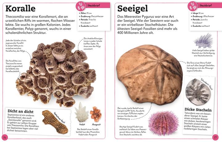 Produktbild Fossilien (Deutsch, Christine Condé, Dean Lomax, DK Verlag - Kids, 2022)