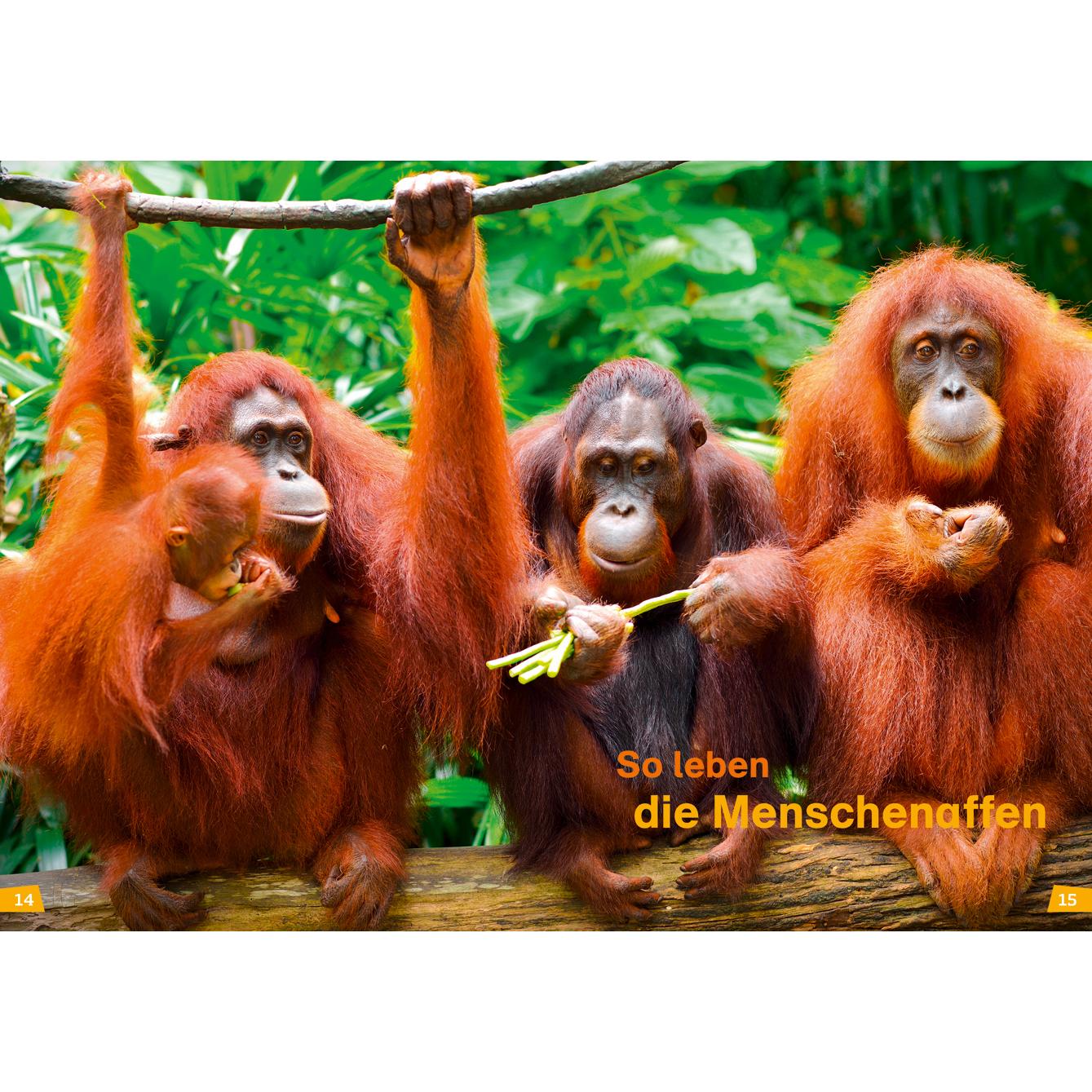 Thumbnail - WAS IST WAS Erstes Lesen Band 22. Menschenaffen, Kinderbücher von Christina Braun, Annelie Stenzel