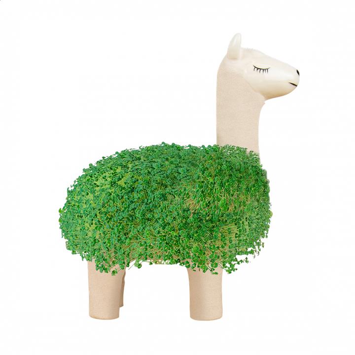 Actual product image Gift Republic Chia Plant Llama