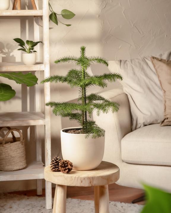Actual product image feey Zimmertanne (40 cm, Animal friendly, Freshly repotted)