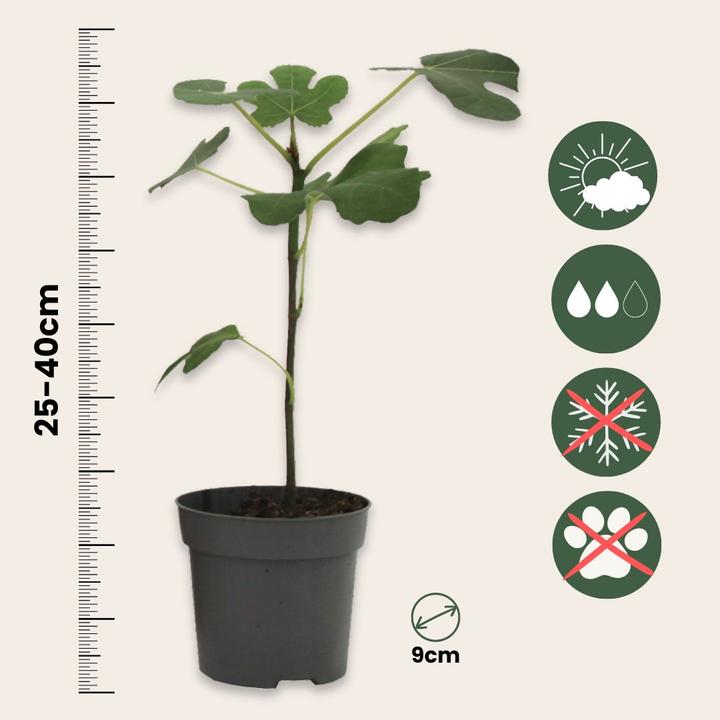 Plant in a Box Citrus calamondin, citrus limon, ficus carica, olea - 4er  Set Mediterranen Obstbumen - Galaxus