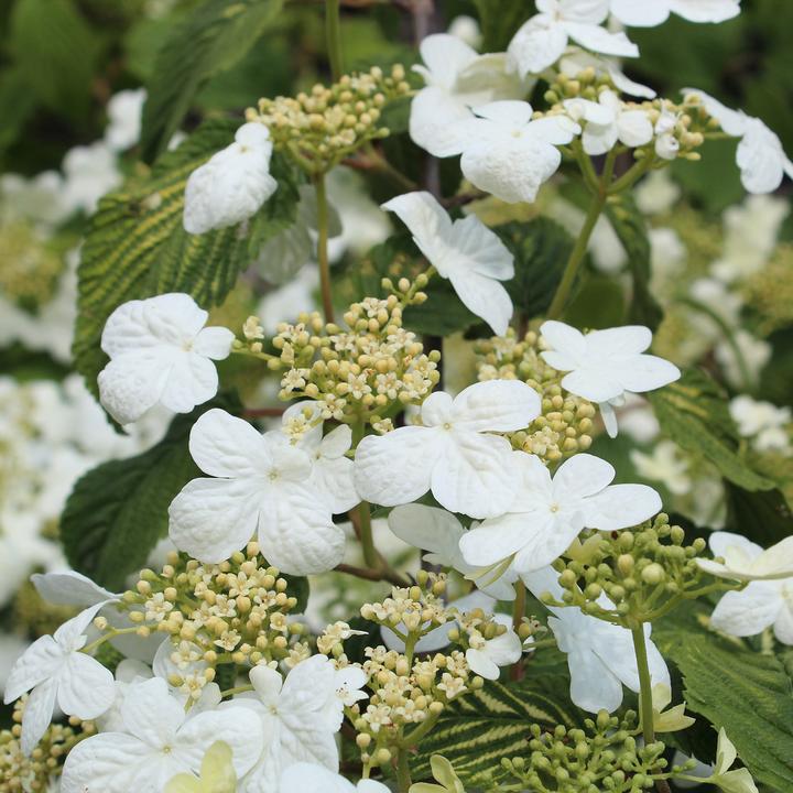Immagine prodotto Zulauf Japanischer Schneeball / Viburnum plicatum 'Mariesii' (80 cm)