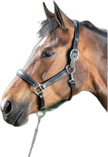 Actual product image HFI Master Leather halter for horses