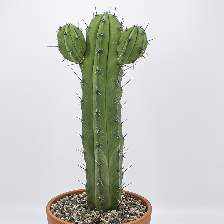 Produktbild Kakteen Gautschi Polaskia chichipe (55 cm)